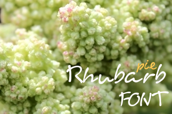 Rhubarb Pie: A Script Amp Delight